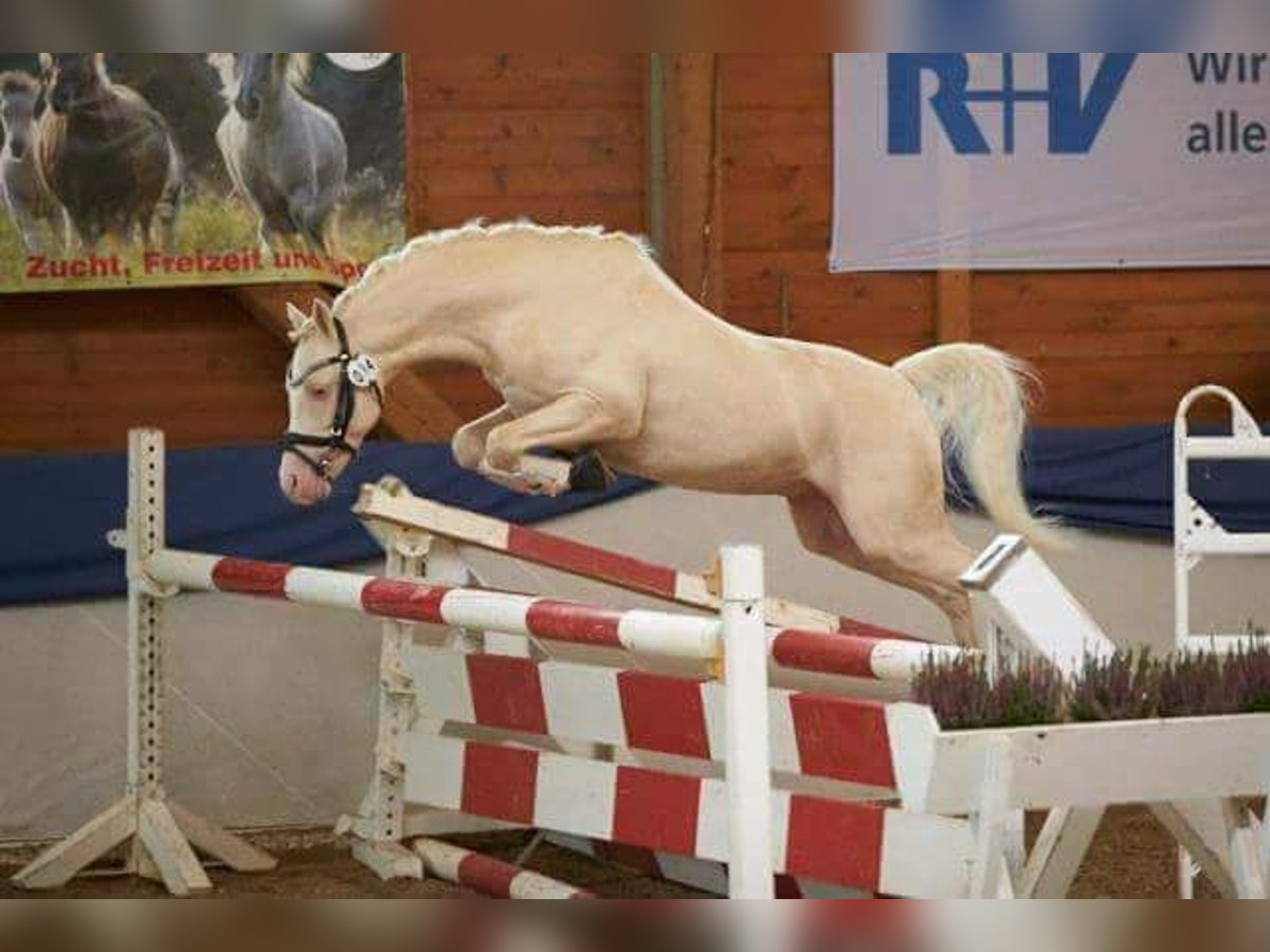 Cadlanvalley Sir Ivanhoe/ ECVM-frei - im EU-FS Welsh-B Hengst in CreglingenCreglingen