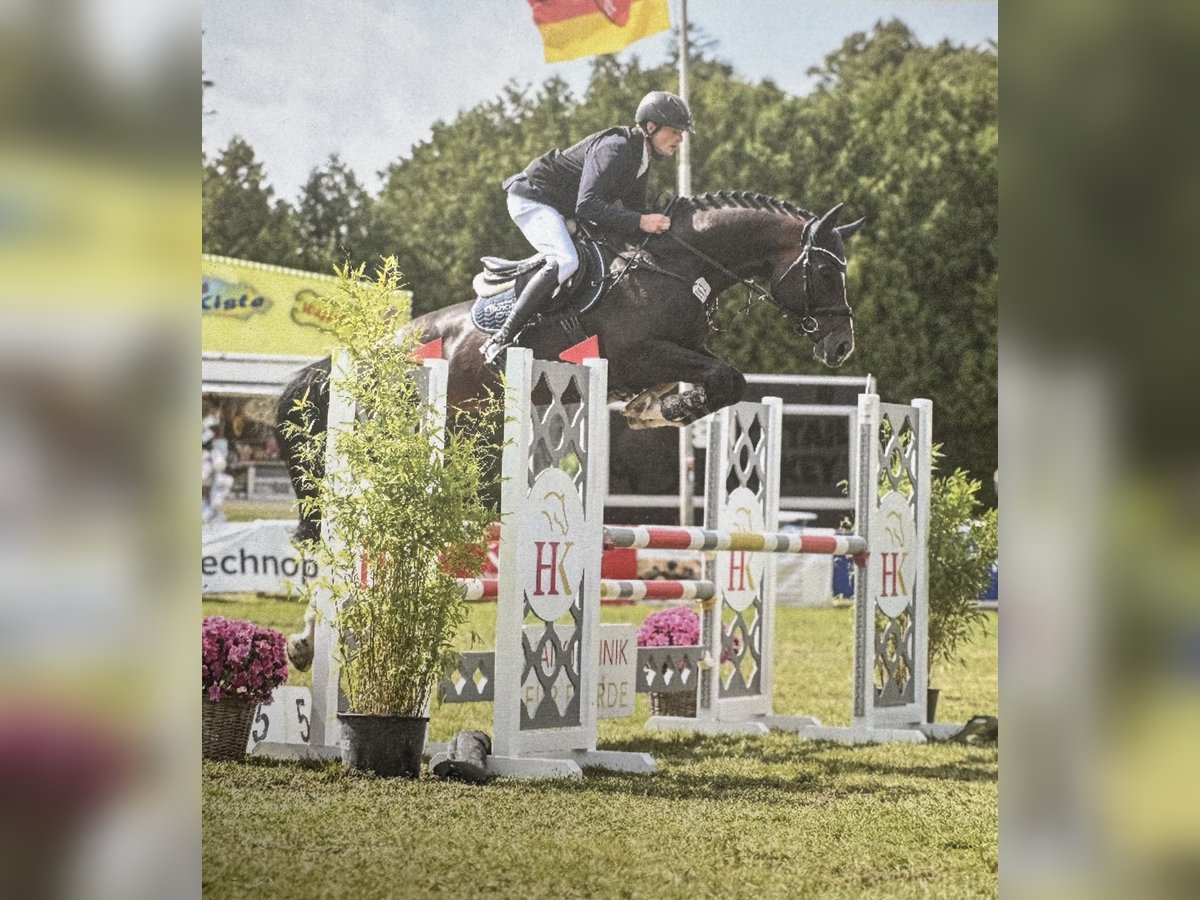 Cafe‘s Don Rubin Koń oldenburski Ogier Ciemnogniada in Bramsche