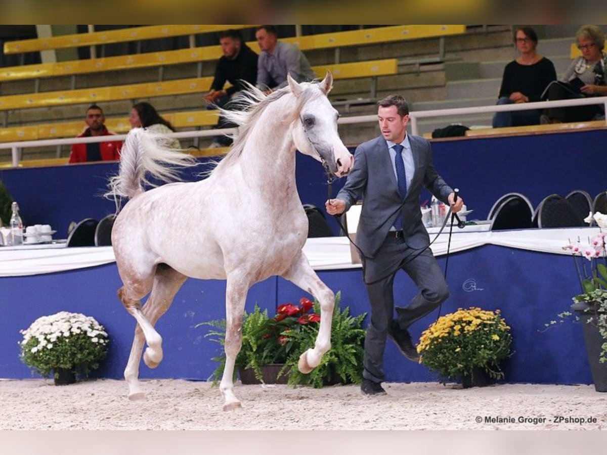 CAMAR QBINEC Arabian horses Stallion Gray in Bad Oldesloe