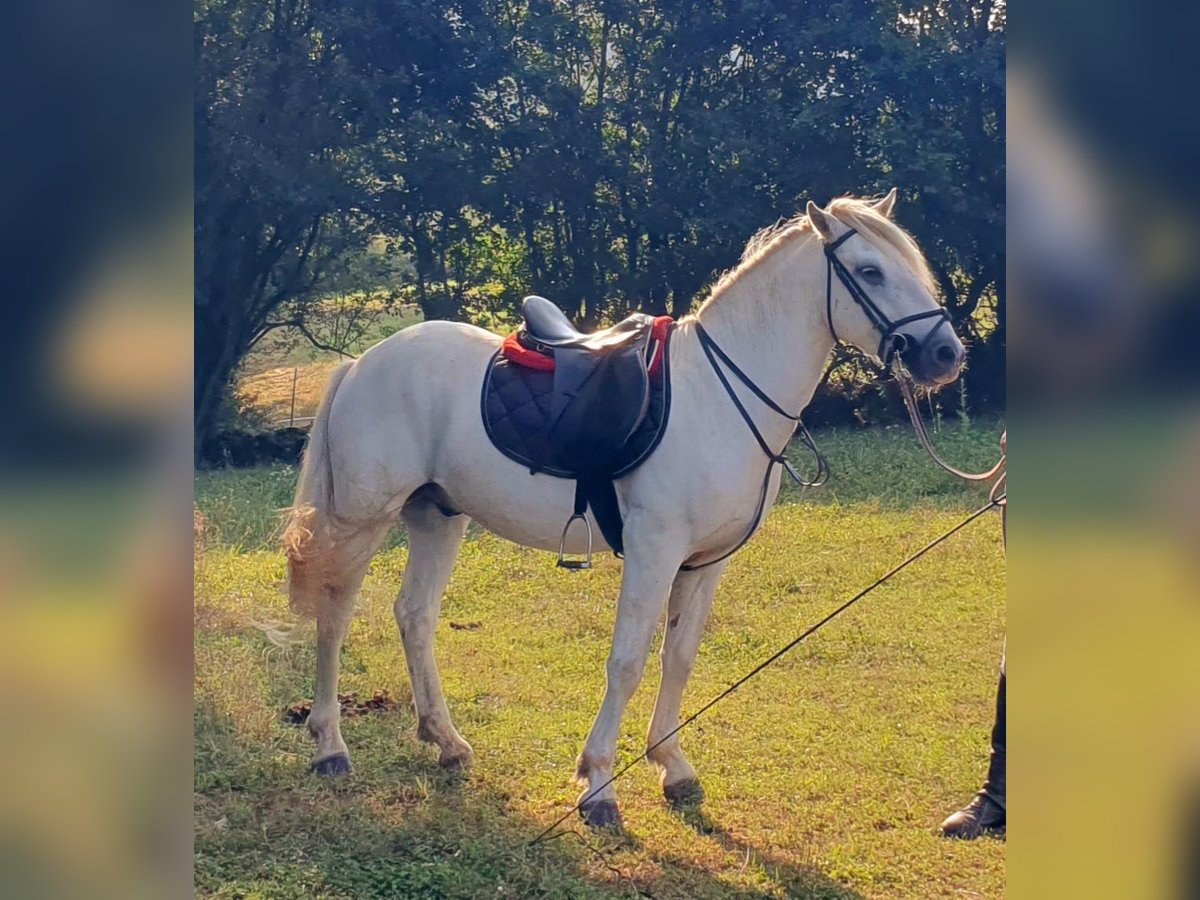 Camargue Castrone 3 Anni 145 cm Grigio in Saint-Jean-sur-Reyssouze