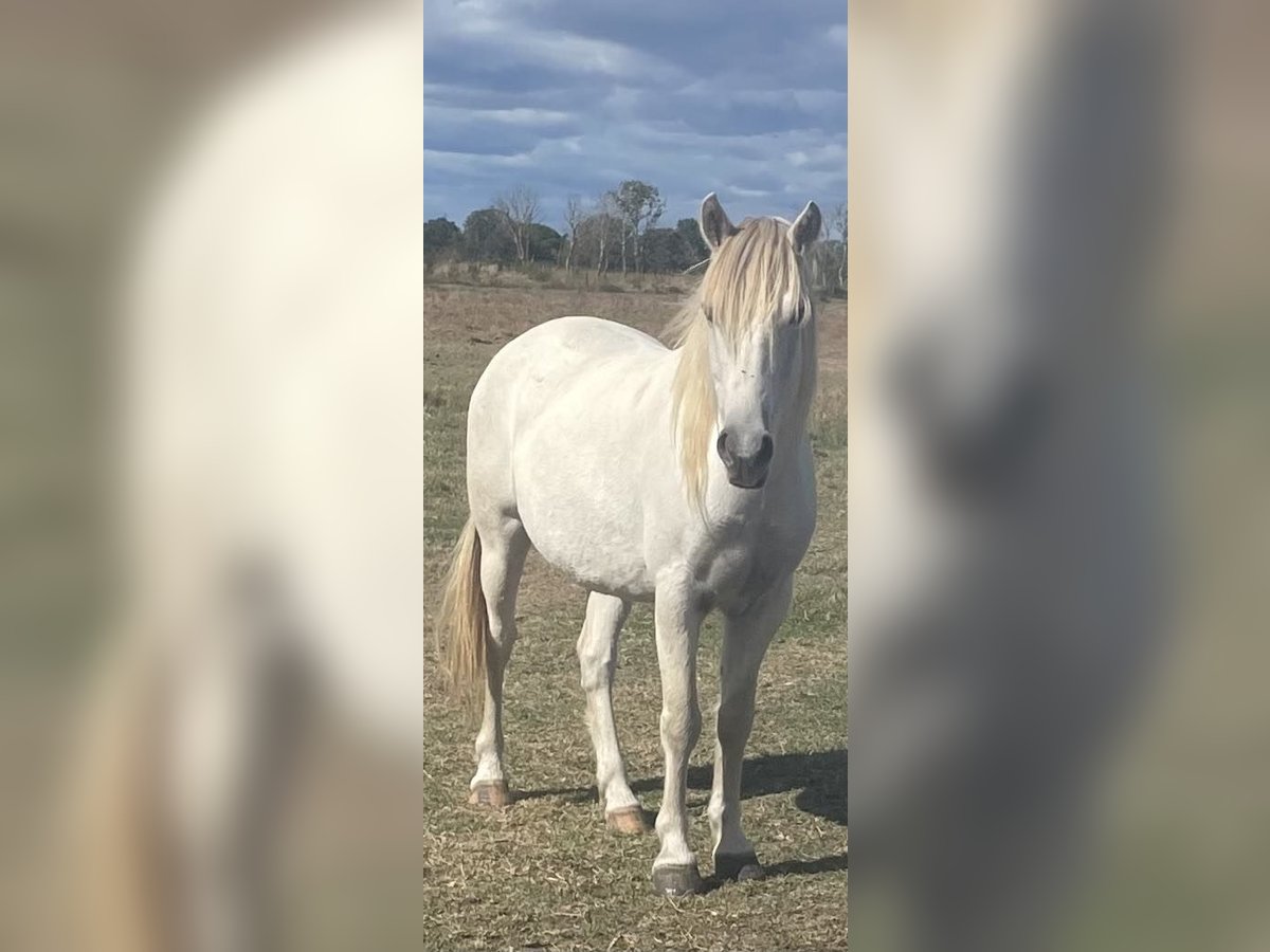 Camargue Castrone 5 Anni 135 cm Grigio in Saintes-Maries-de-la-Mer