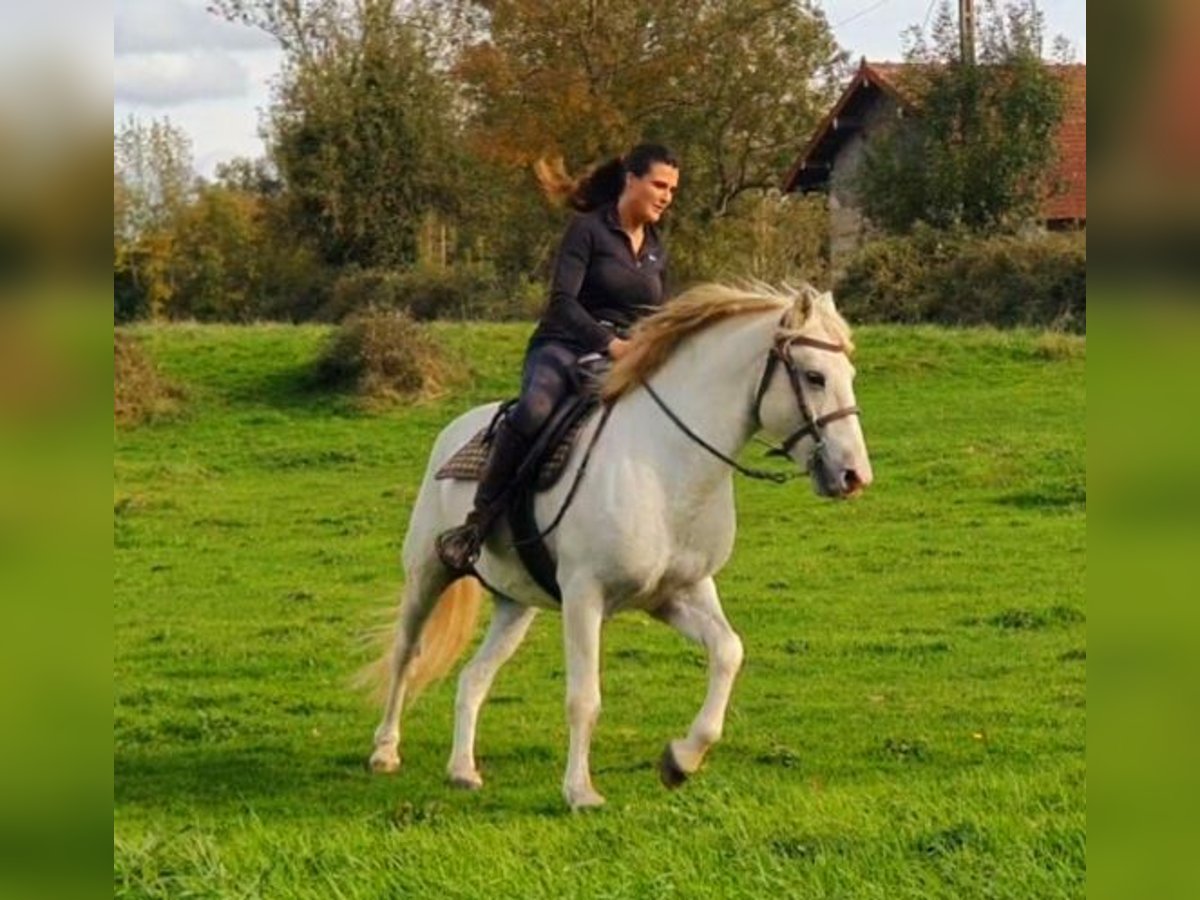 Camargue Gelding 12 years 13,3 hh Gray in Saint-Jean-sur-Reyssouze