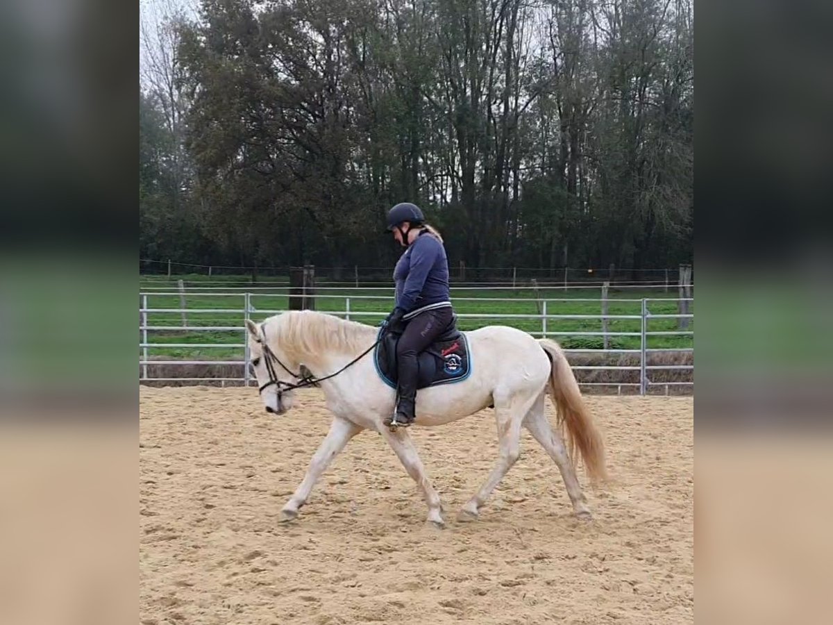 Camargue Gelding 3 years 14,1 hh Gray in Saint-Jean-sur-Reyssouze