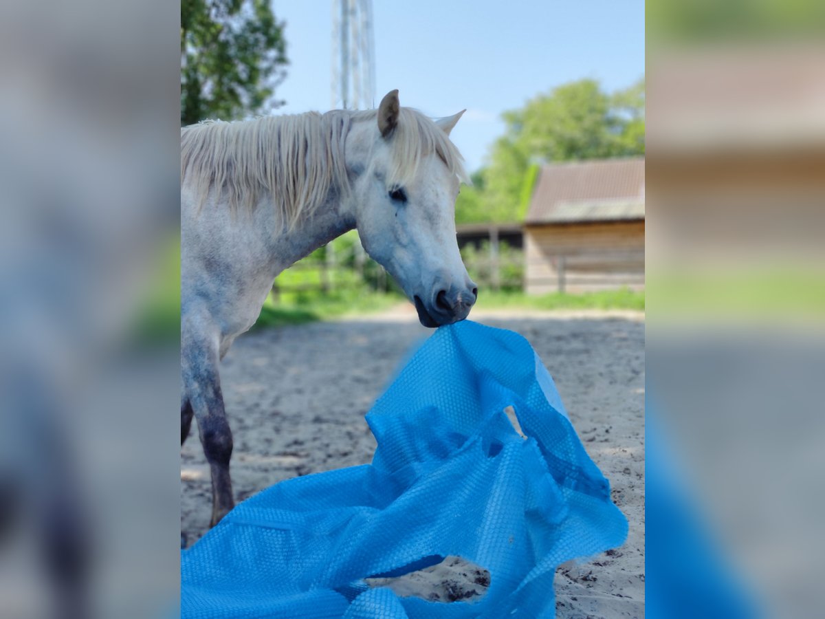 Camargue Gelding 5 years 14,1 hh Gray in BUGGENHOUT