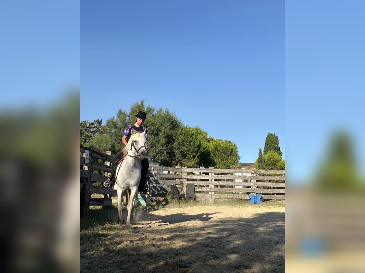 Camargue Giumenta 8 Anni 145 cm Bianco in Rochefort-du-Gard