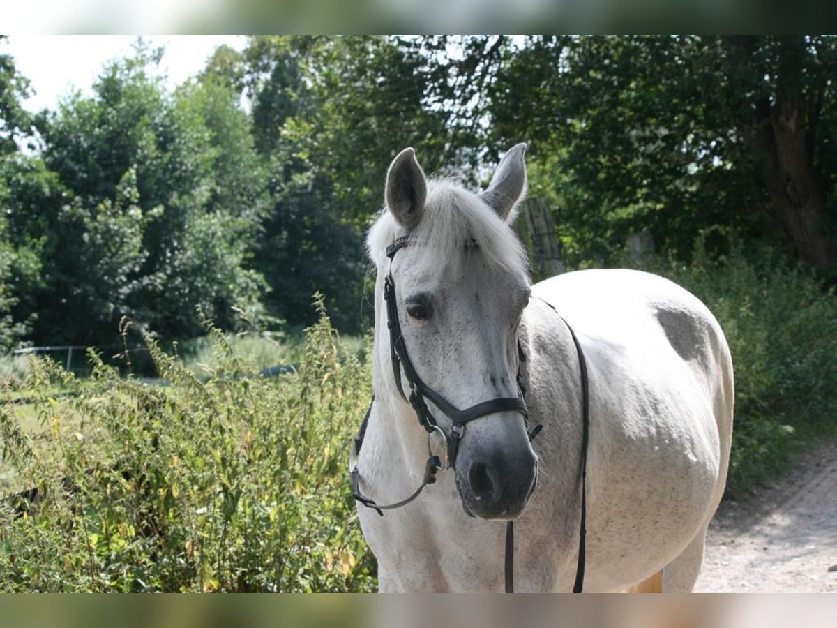 Camargue Jument 13 Ans 145 cm in Bochum