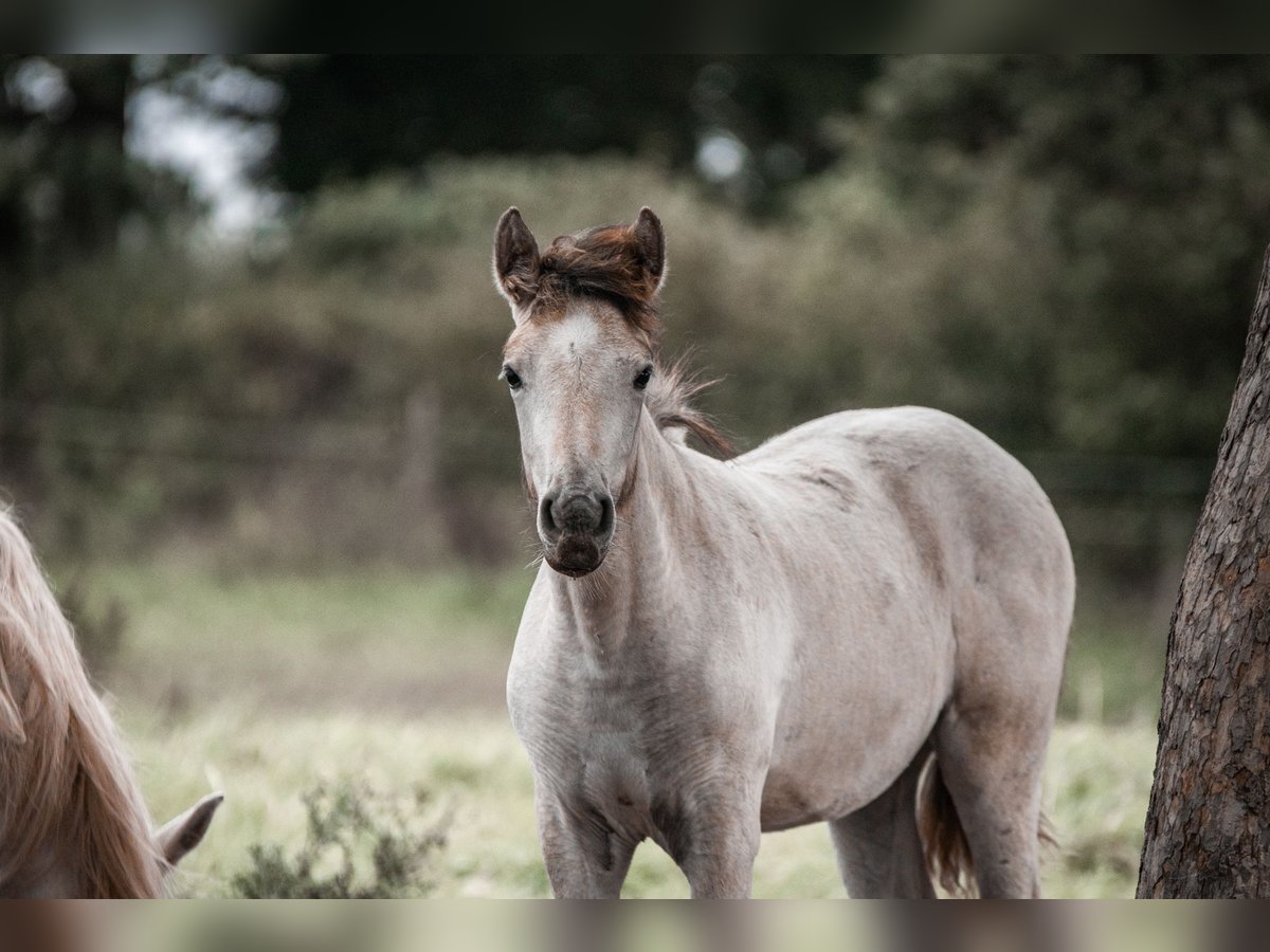 Camargue Jument 1 Année Gris in Bad Essen