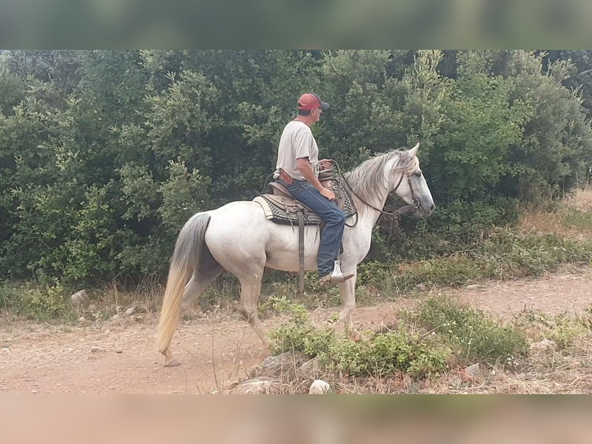 Camargue Mix Klacz 10 lat 150 cm Siwa in Velbert