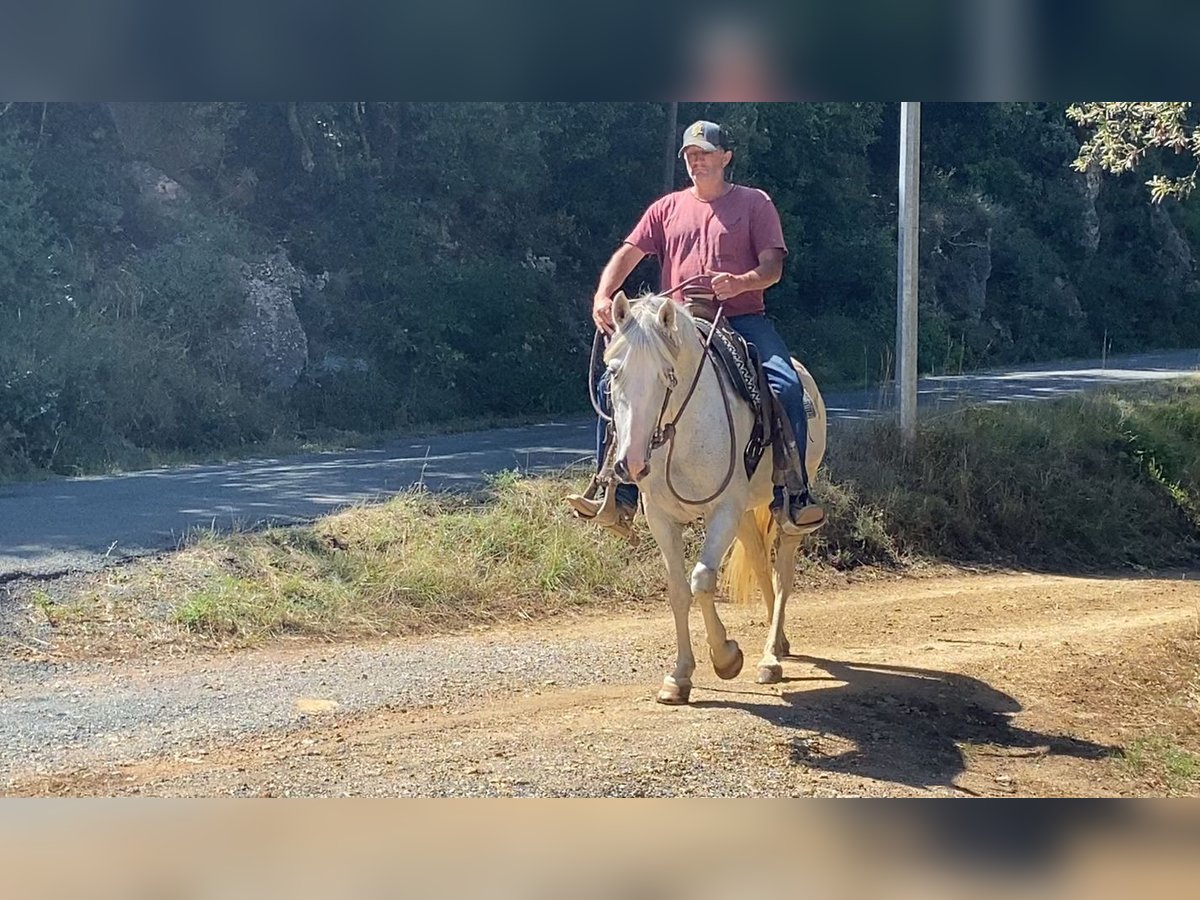 Camargue Mare 10 years 14,2 hh in Velbert