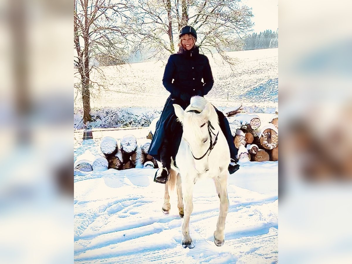 Camargue Mare 12 years 14,2 hh White in Buchenberg