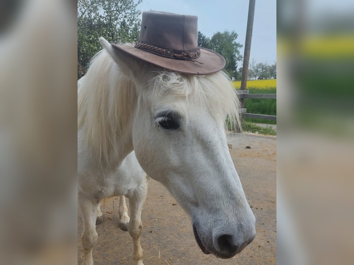 Camargue Mare 13 years 14,1 hh Gray in Weissach im Tal