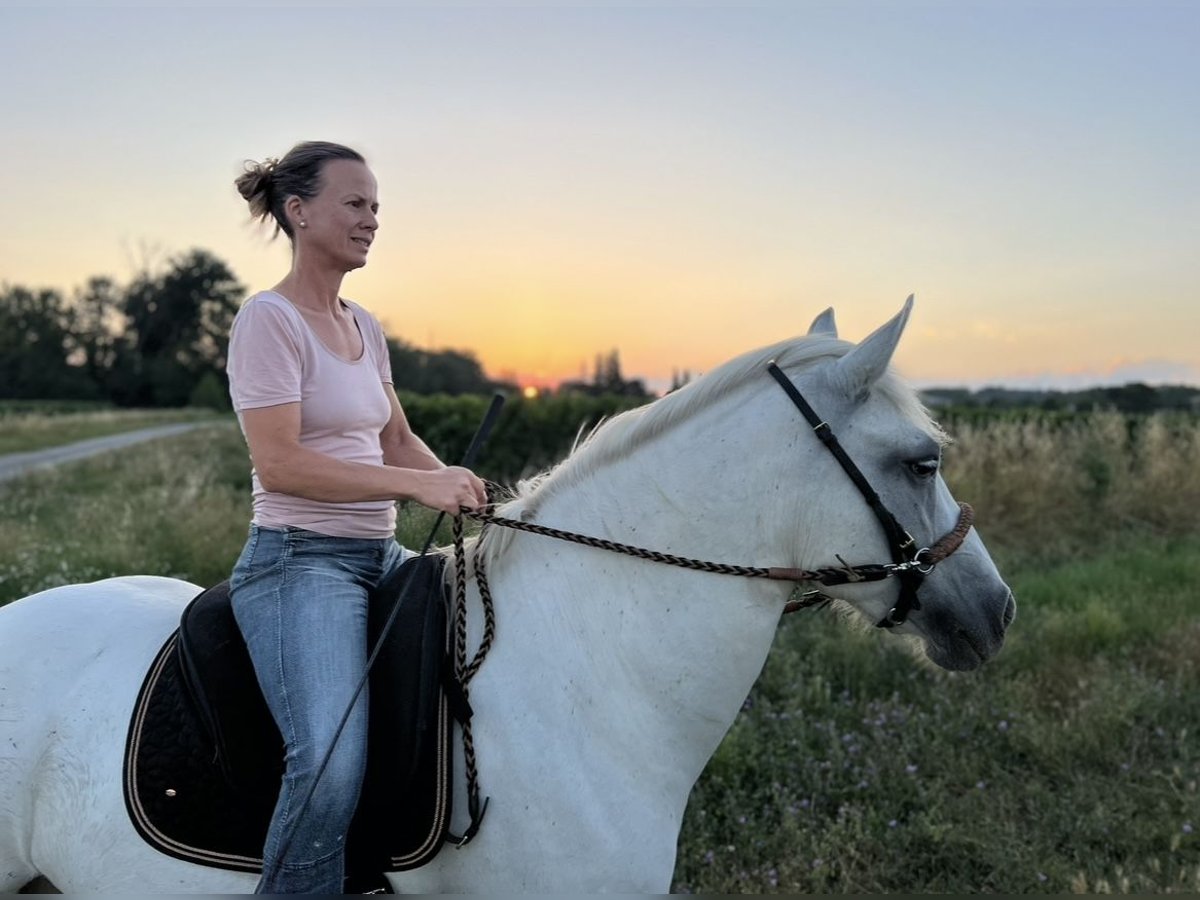 Camargue Mare 15 years 14,1 hh Gray in Moussac