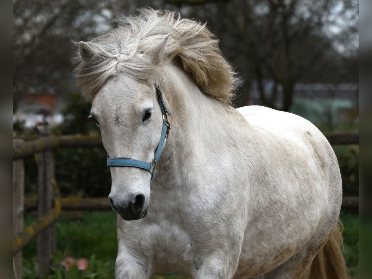 Camargue Mare 9 years 14,1 hh Gray in Straelen