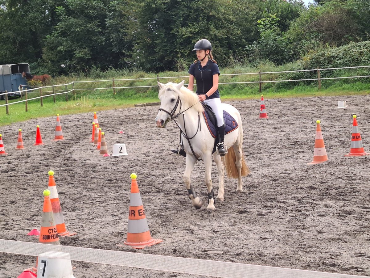 Camargue Merrie 11 Jaar 145 cm Schimmel in Niederroedern