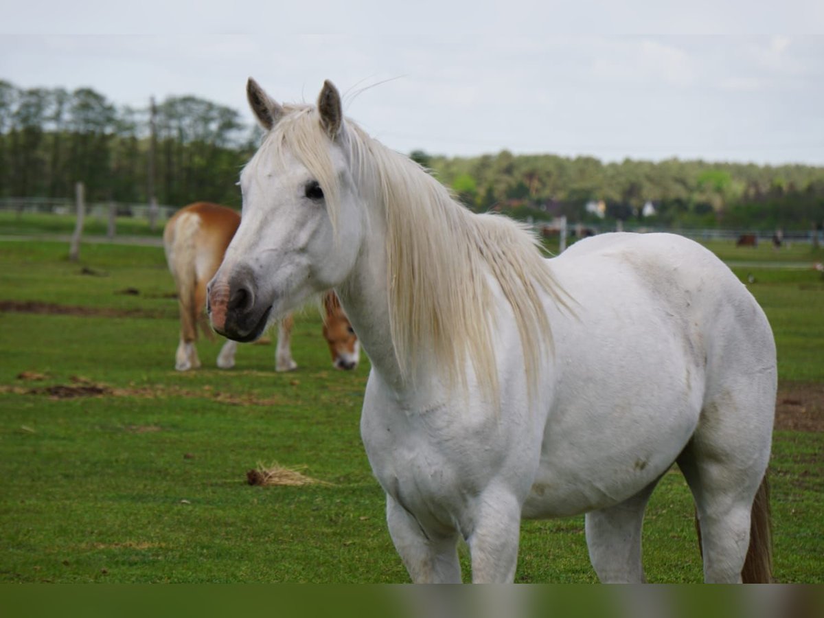 Camargue Merrie 7 Jaar 148 cm Schimmel in Unterbaimbach