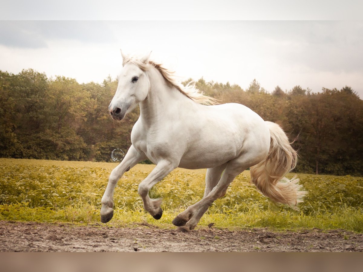 Camargue Merrie 9 Jaar 152 cm Schimmel in Norg