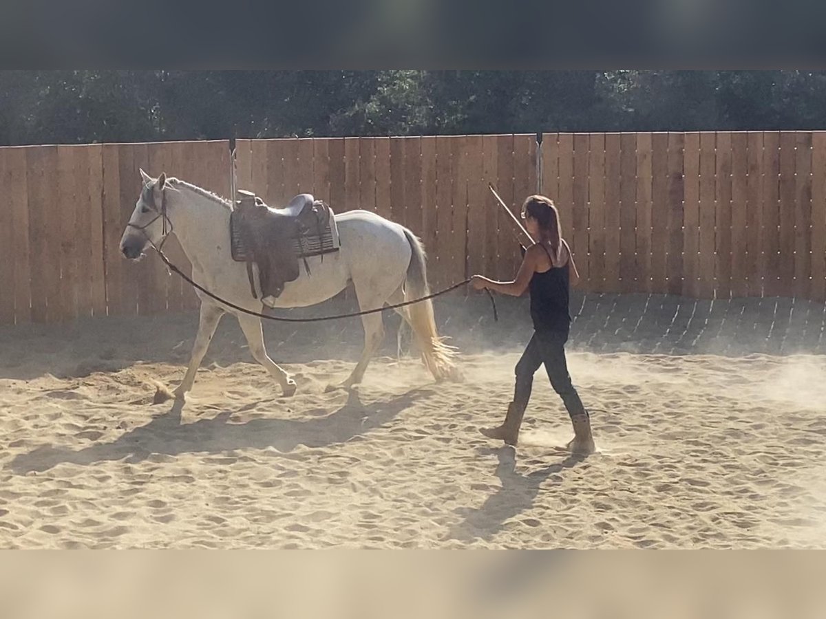 Camargue Mix Stute 10 Jahre 150 cm in Montgaillard