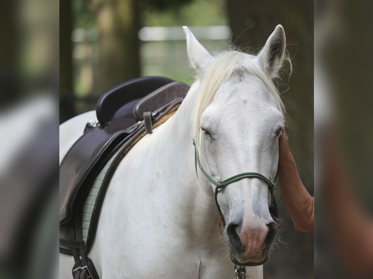 Camargue Stute 20 Jahre 140 cm Schimmel in Altlandsberg