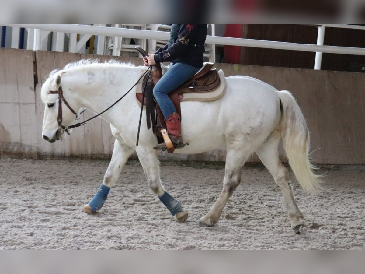 Camargue Wallach 14 Jahre 146 cm Schimmel in Zaisenhausen