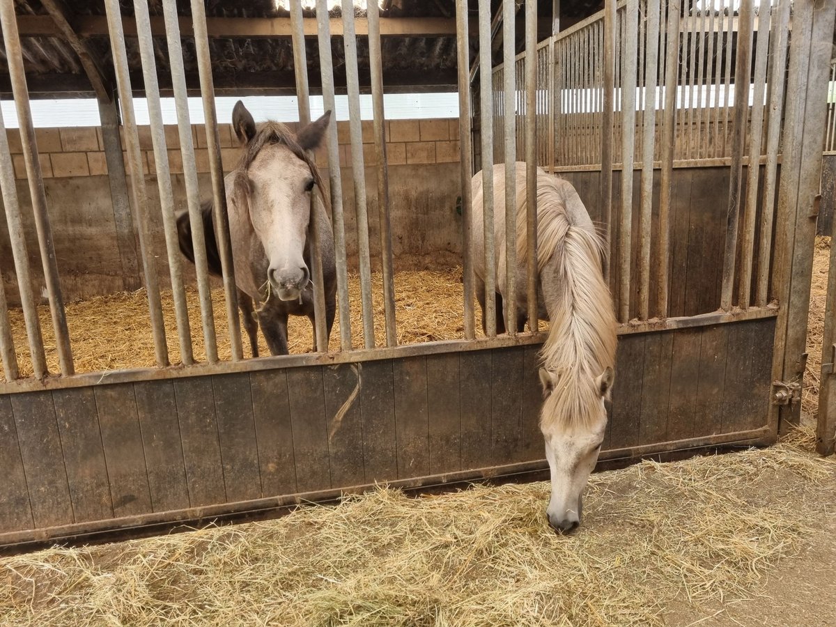 Camargue Wallach 1 Jahr 145 cm Schimmel in Rijkevoort-De Walsert