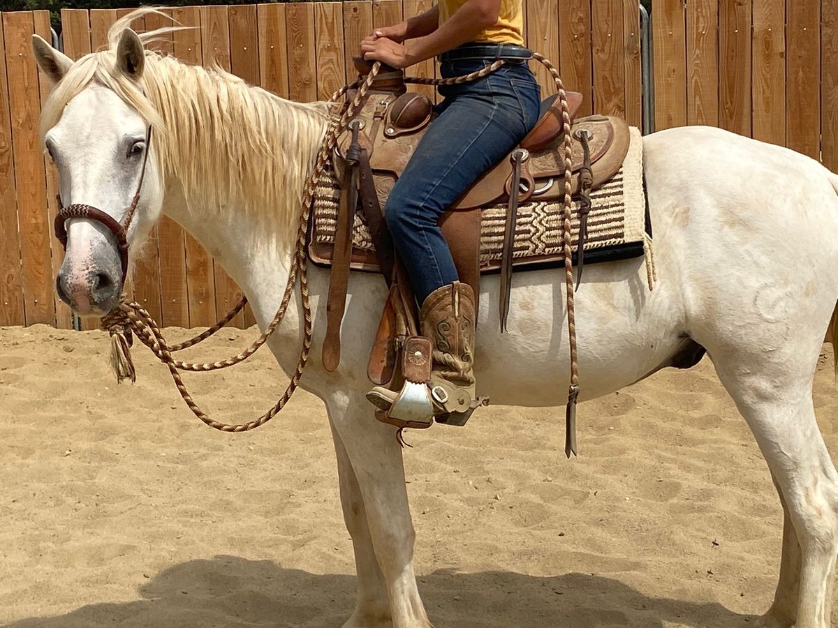 Camargue Wallach 3 Jahre 143 cm in Velbert