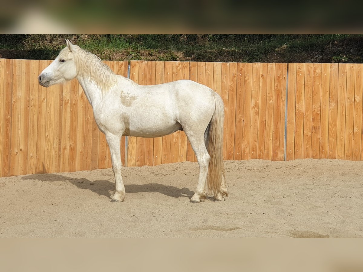 Camargue Wallach 3 Jahre 143 cm Schimmel in Zerf