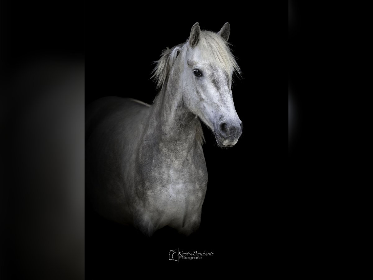 Camargue Wallach 3 Jahre 150 cm Schimmel in Ratingen