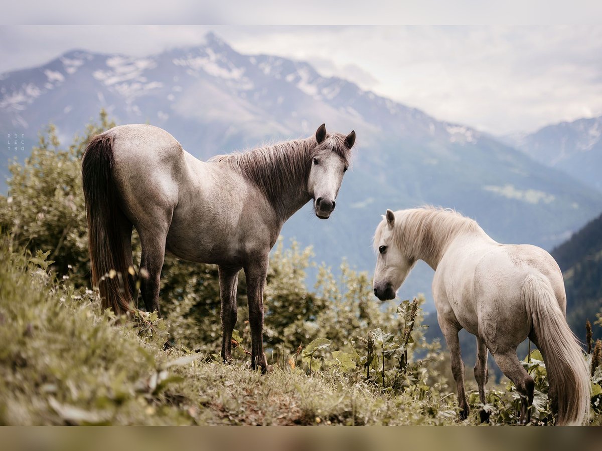 Camargue Wallach 4 Jahre 148 cm Schimmel in Mörel-Filet