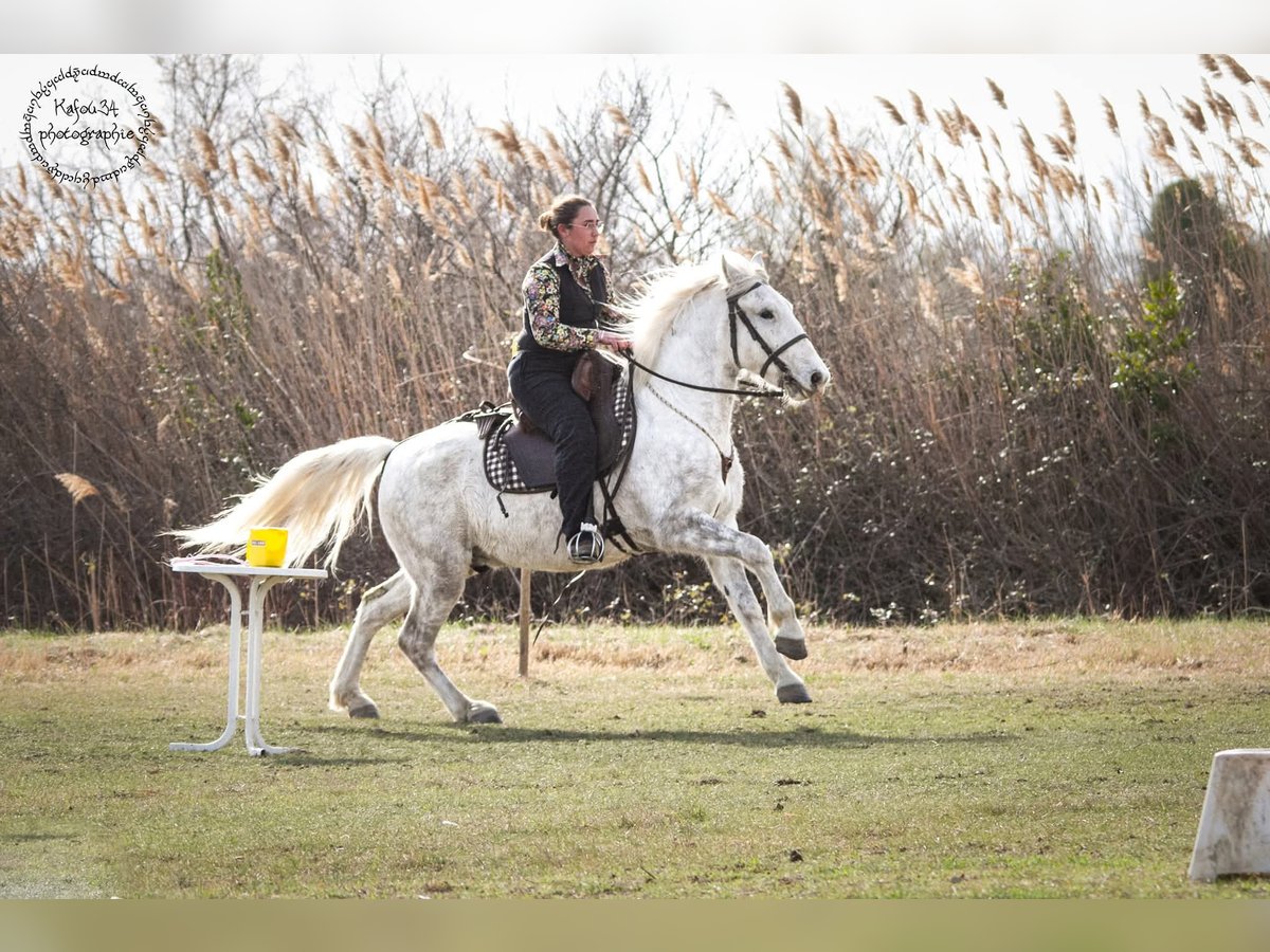 Camargue Wallach 6 Jahre 146 cm Schimmel in BEAUVOISIN