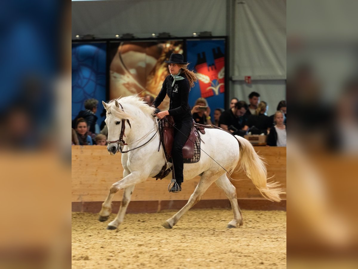 Camargue Wallach 6 Jahre 152 cm Schimmel in Châtelat