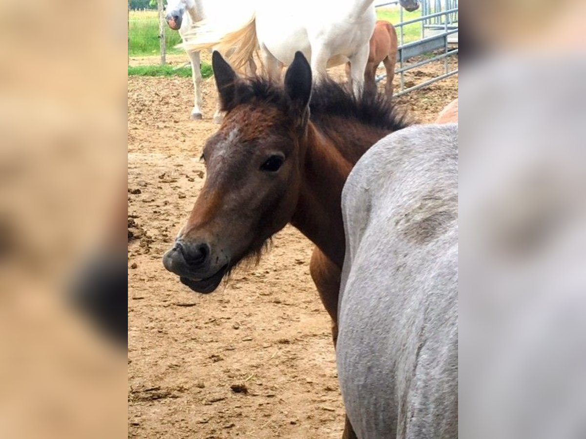 Camarguehästar Hingst Föl (05/2024) Grå in bueil en touraine