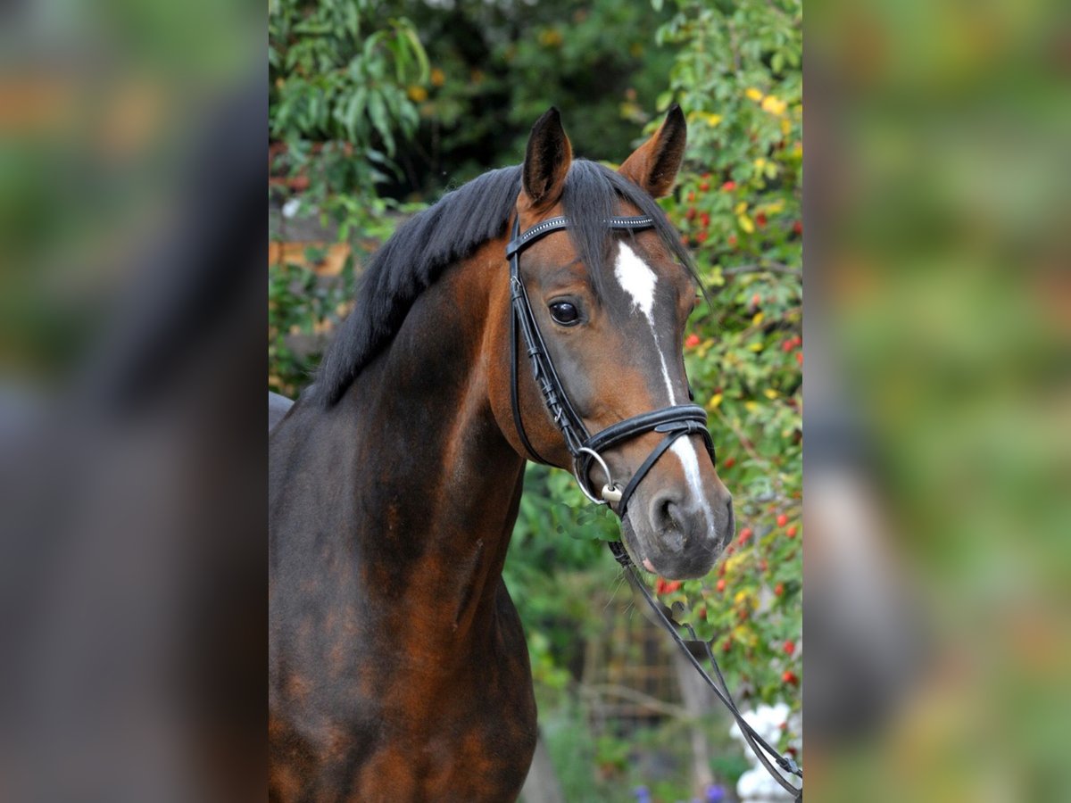 CARACAS Hanoverian Stallion Bay-Dark in Babenhausen