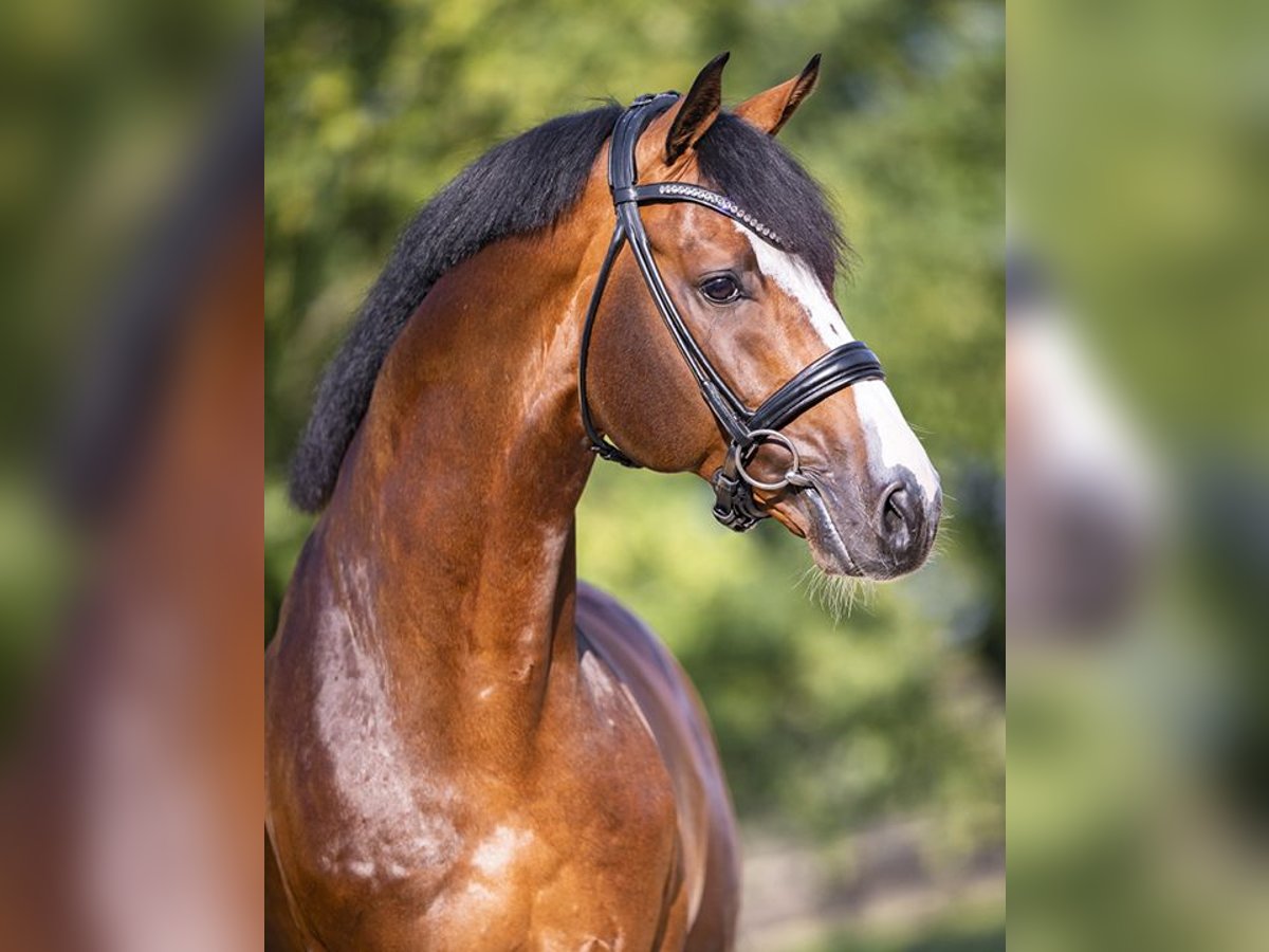 CASHMERE Westphalian Stallion in Werder