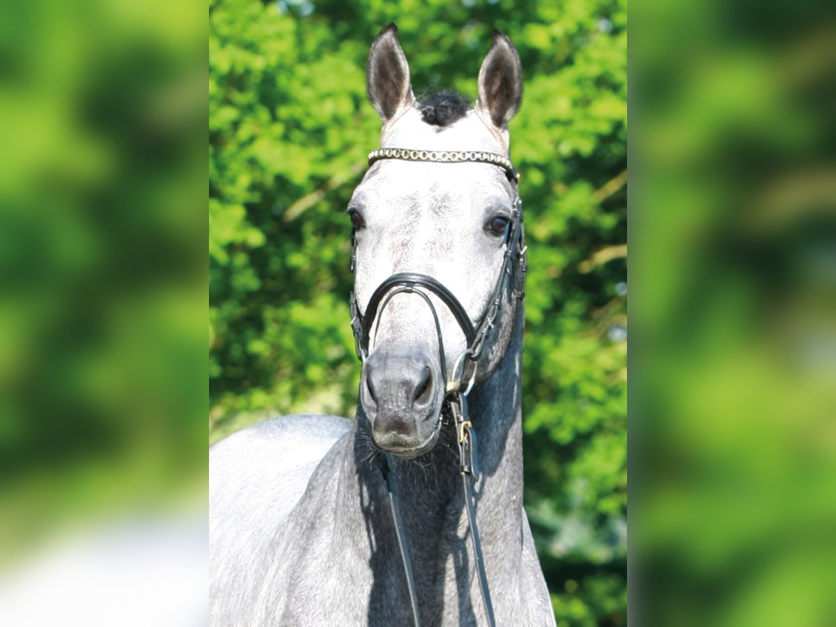 CASINO BERLIN Oldenburg Stallion Grey in Lemwerder