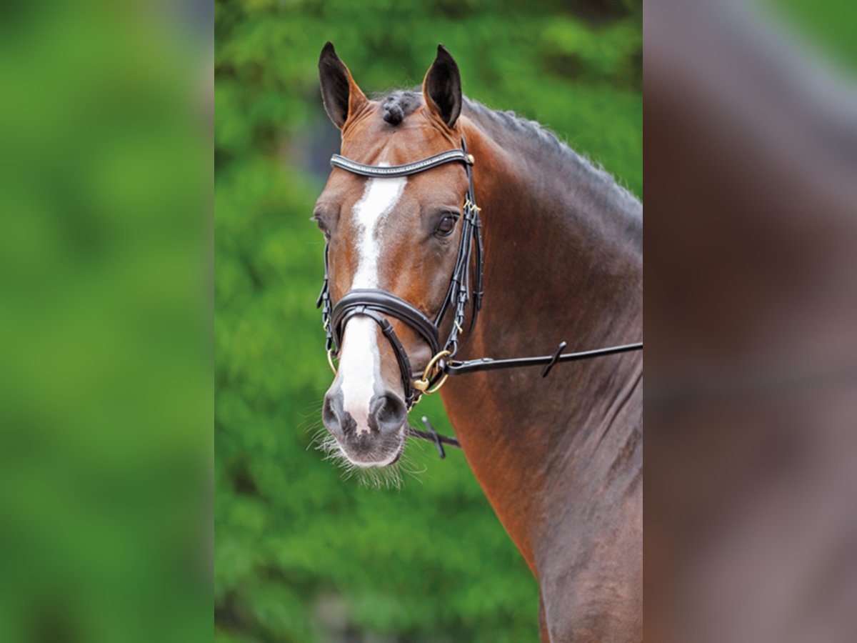 CASIRO I Holstein Stallion Brown in Lemwerder