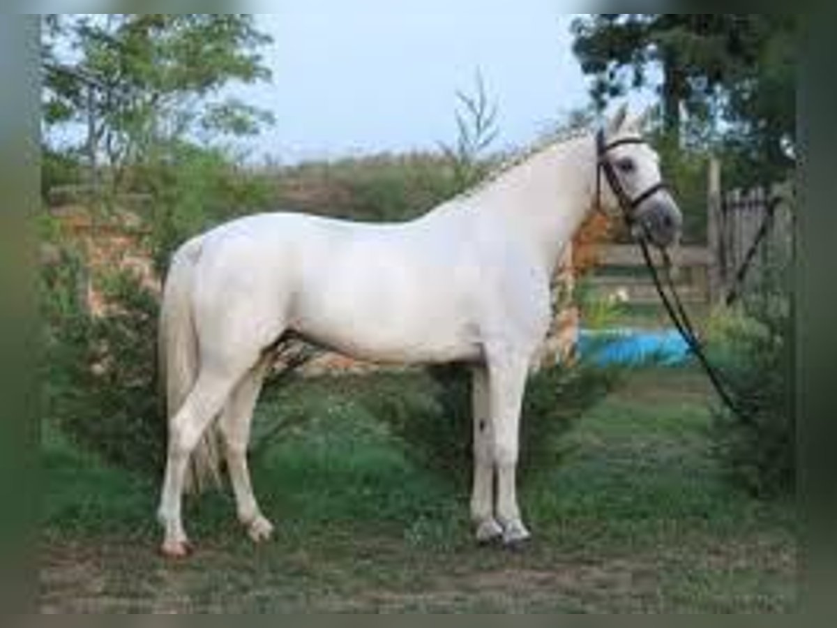 Caspian Horse Gelding 7 years in Madrid