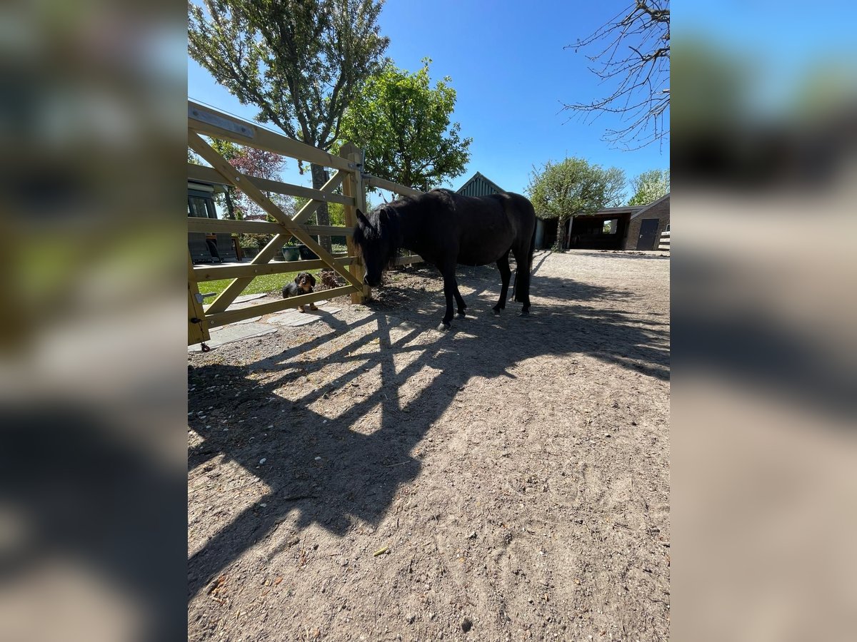 Caspian Horse Gelding 8 years 11,1 hh Black in Heeze