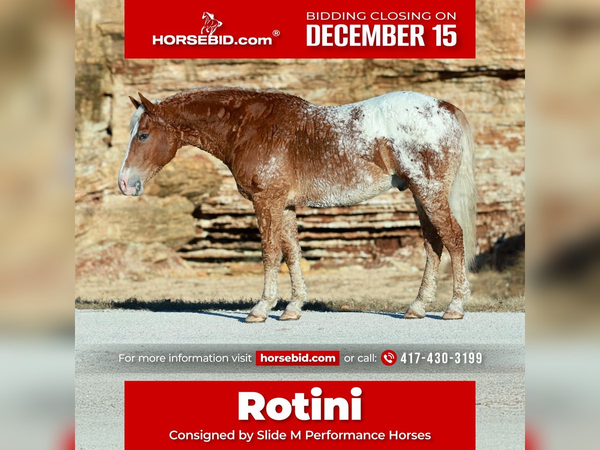 Cavallo Curly Mix Castrone 10 Anni 163 cm Sauro ciliegia in Mount Vernon