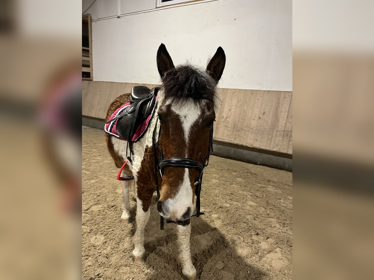 Cavallo Curly Castrone 13 Anni 151 cm Pezzato in Bad Wurzach