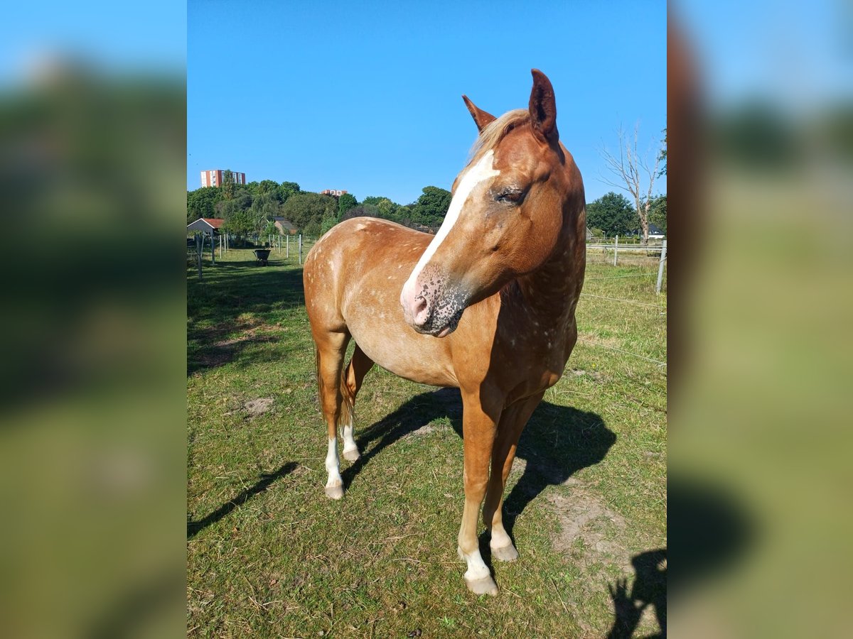 Cavallo Curly Castrone 2 Anni 140 cm Leopard in Wageningen