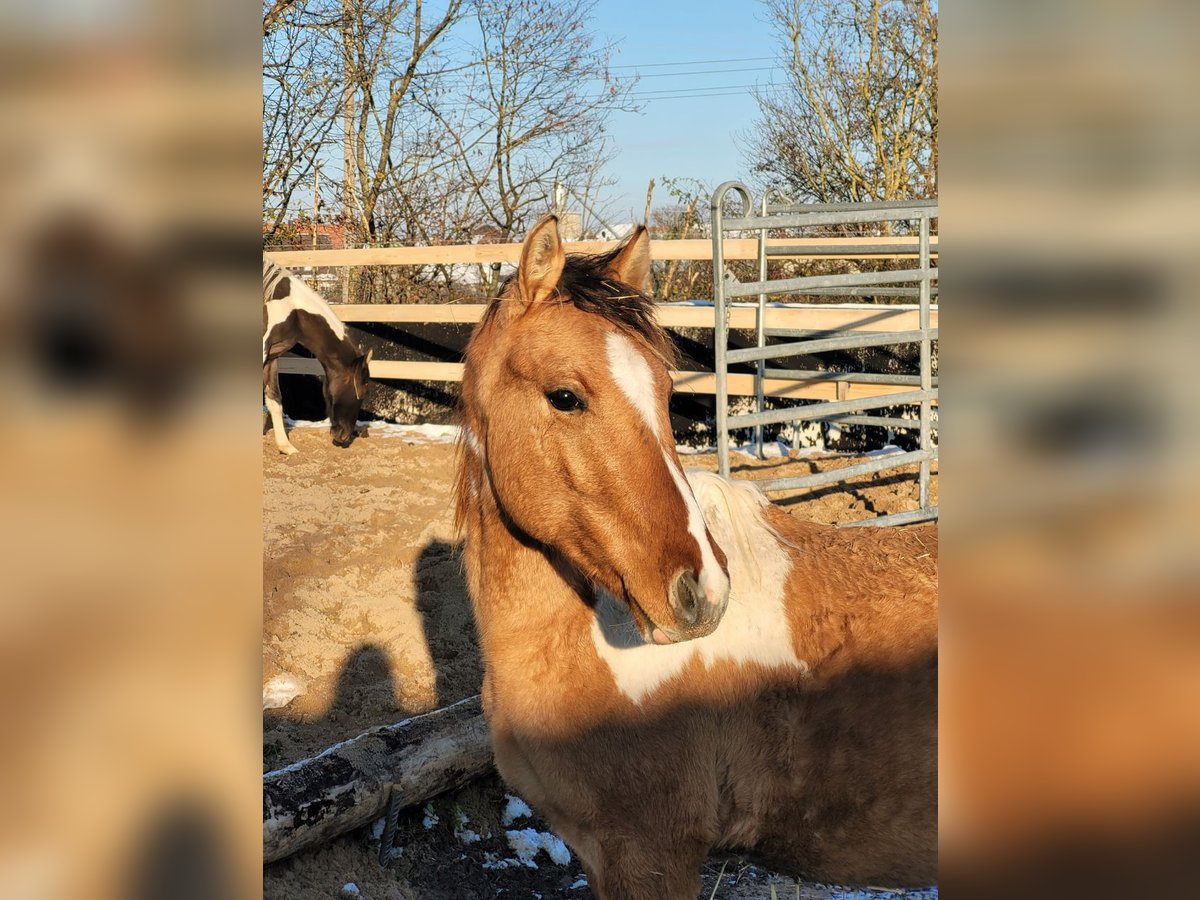 Cavallo Curly Castrone 2 Anni 150 cm Pezzato in Arnbruck