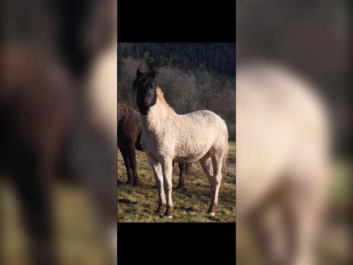 Cavallo Curly Castrone 4 Anni 145 cm Pezzato in Bornerbroek