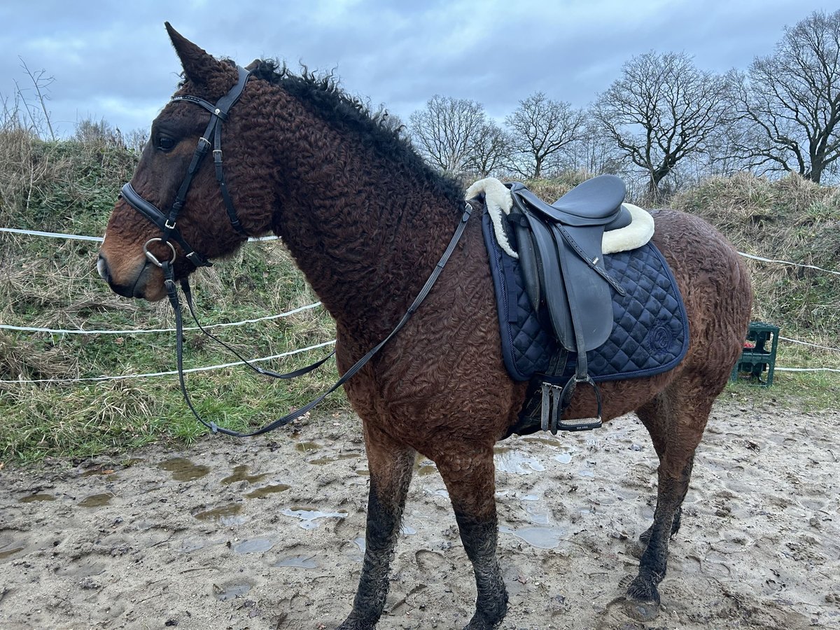 Cavallo Curly Castrone 6 Anni 153 cm Baio in Alveslohe