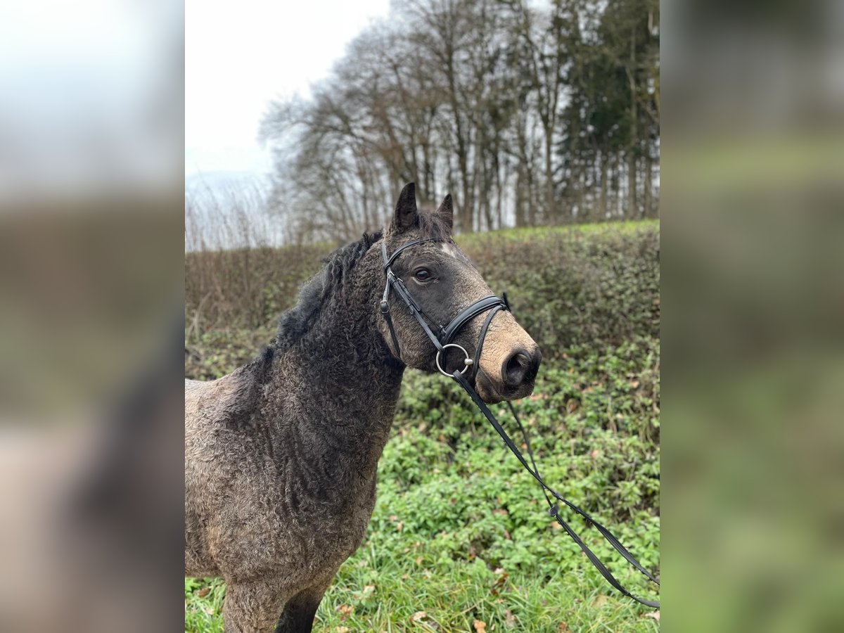 Cavallo Curly Castrone 7 Anni 143 cm in Kirchdorf an der Amper