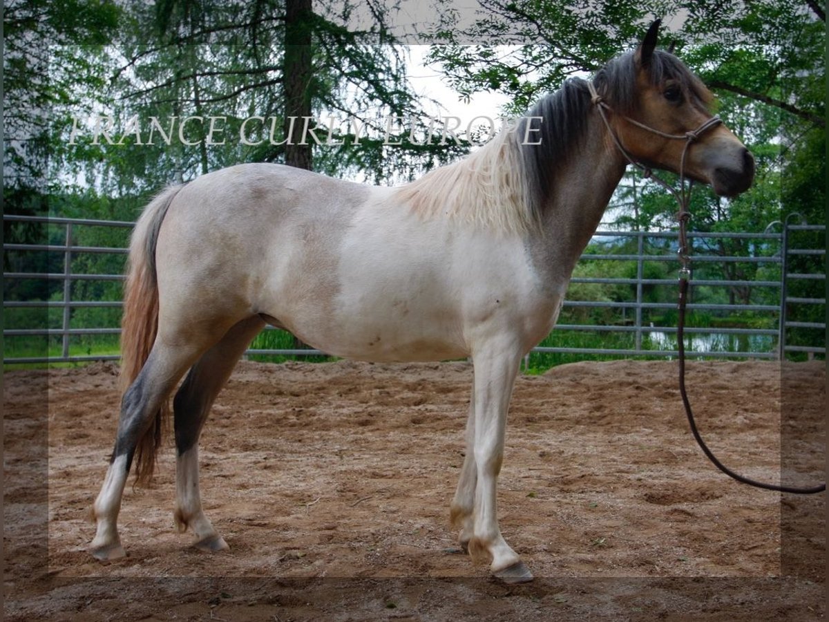 Cavallo Curly Giumenta 1 Anno 130 cm Roano blu in france