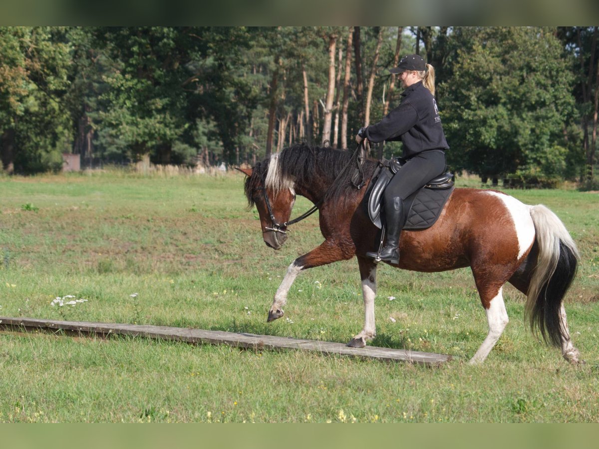 Cavallo Curly Giumenta 6 Anni 149 cm Pezzato in Ribbesbüttel