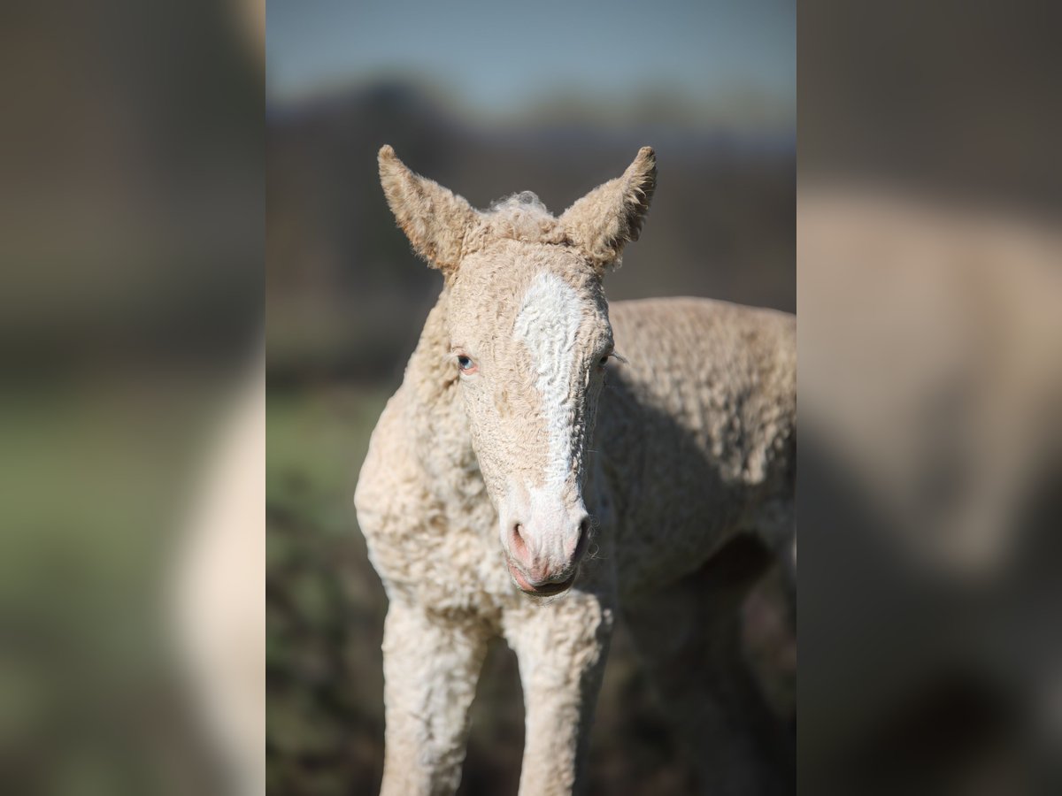 Cavallo Curly Giumenta Puledri (01/2025) Champagne in Cuzieu