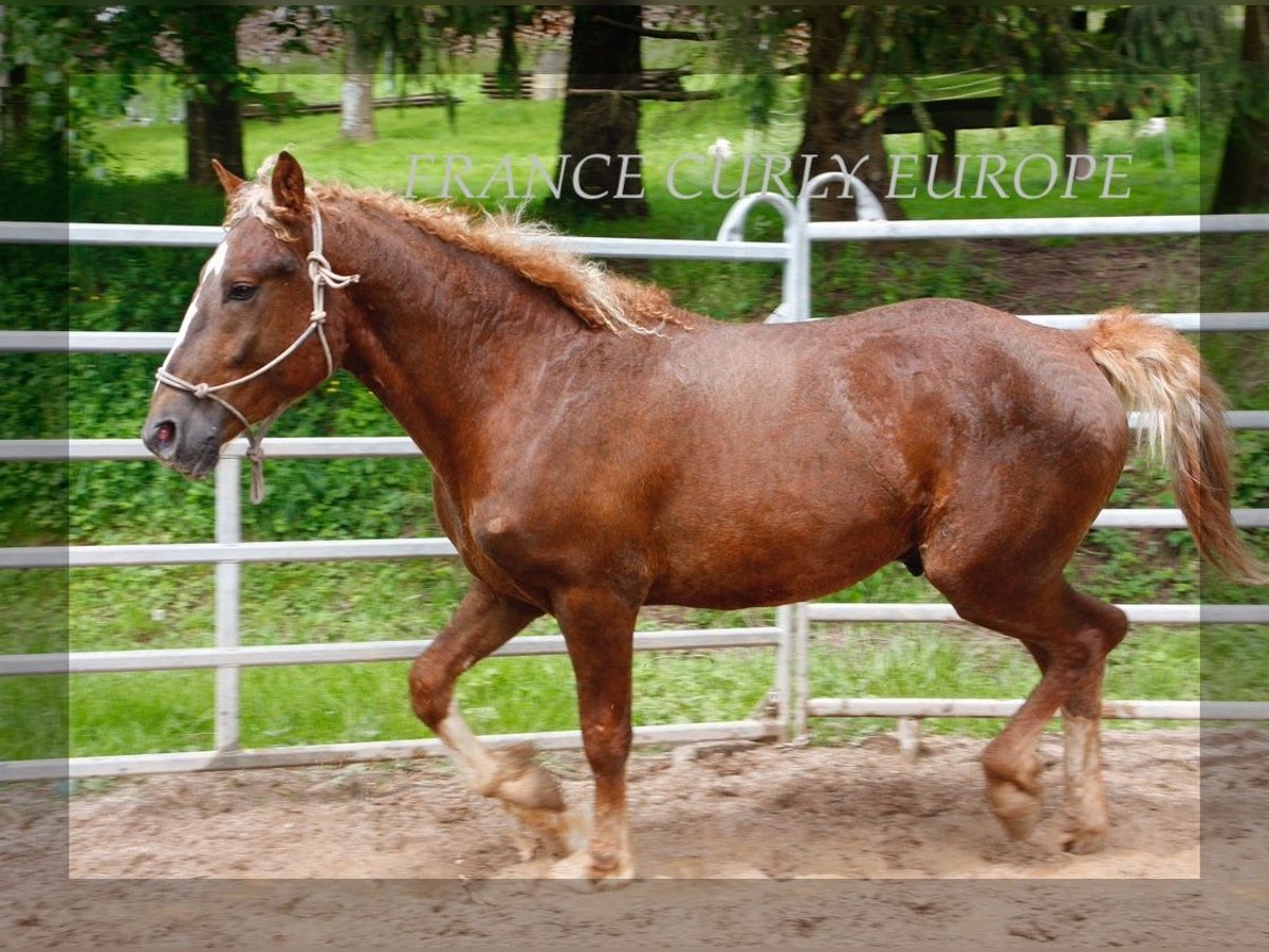 Cavallo Curly Stallone 3 Anni 150 cm Sauro scuro in Paris