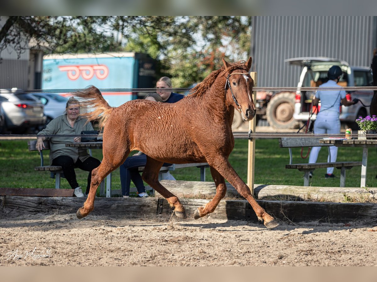 Cavallo Curly Stallone 3 Anni 155 cm Sauro ciliegia in Stenløse