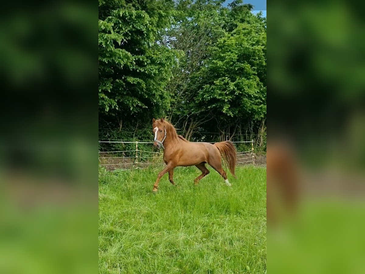 Cavallo Curly Stallone 6 Anni 150 cm Sauro in Schönwalde am Bungsberg